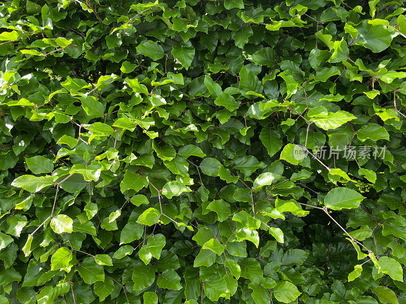 山毛榉(fagus sylvatica)篱的全框图像，新鲜的绿色晚春/初夏叶，集中在前景